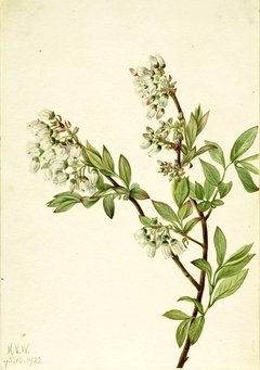 Highbush Blueberry (Vaccinium corymbosum) by Mary Vaux Walcott