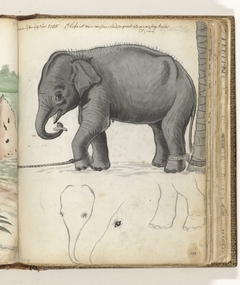 Jonge olifant aan boom by Jan Brandes