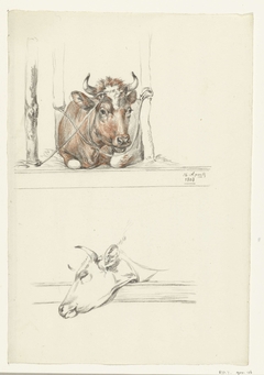 Koe in de stal en de kop van een koe by Jean Bernard