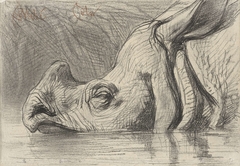 Kop van een neushoorn, half in het water by August Allebé