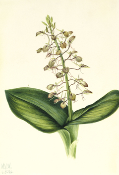 Lily Twayblade (Liparis liliifolia) by Mary Vaux Walcott