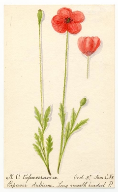 long smooth headed (papaver dubium) - William Catto - ABDAG016387 by William Catto