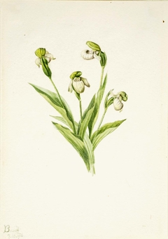 Northern Lady's Slipper (Cypripedium passerinum) by Mary Vaux Walcott