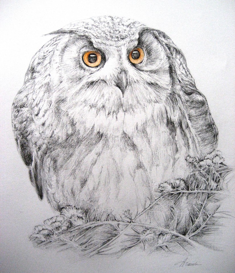 owl/illustration