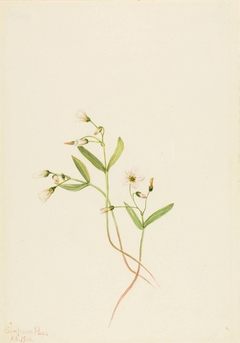 Spring Beauty (Claytonia lanceolata) by Mary Vaux Walcott
