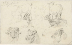 Studies van schapen en geiten by James de Rijk