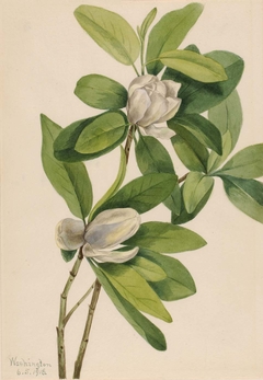 Swamp Magnolia (Magnolia virginiana)