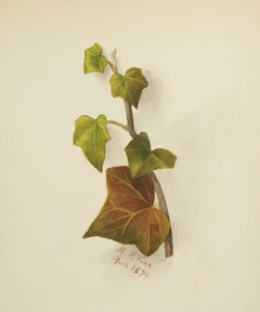 Untitled (Ivy) by Mary Vaux Walcott