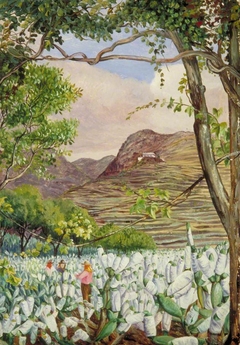 View in the Cochineal Gardens at Santa Cruz, Teneriffe by Marianne North