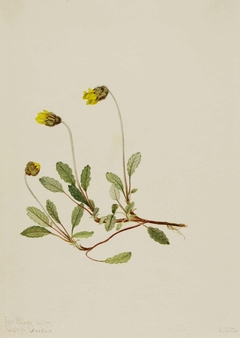 Yellow Dryad (Dryas drummondii) by Mary Vaux Walcott