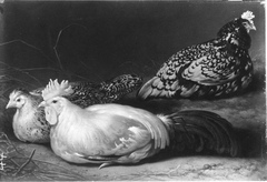 A Cock and Two Hens by Aelbert Cuyp