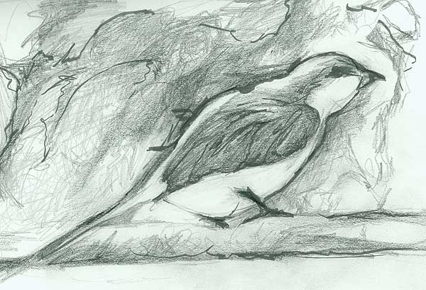Bird Sketch 2