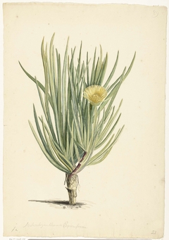 Bloeiende Mesembryanthemum pugioniforme by Laurens Vincentsz. van der Vinne