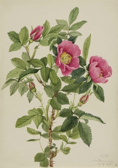 Bourgeau Rose (Rosa bourgeauiana) by Mary Vaux Walcott