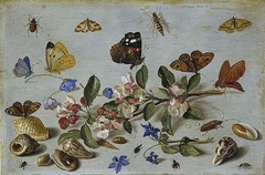 Butterflies and other insects by Jan van Kessel the Elder