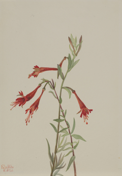 California Fuschia (Zauschneria californica) by Mary Vaux Walcott