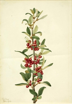 Canada Buffaloberry (Lepargyrea canadensis) by Mary Vaux Walcott