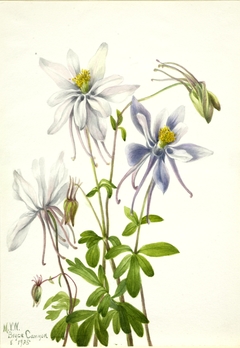 Columbine (Aquilegia ecalcarata) by Mary Vaux Walcott