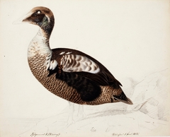 Common Eider ; unfinished by Magnus von Wright