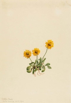 Golden Fleabane (Erigeron aureus) by Mary Vaux Walcott