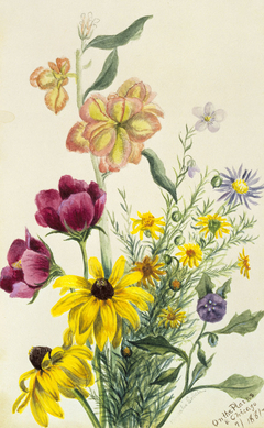 Group of Flowers by Mary Vaux Walcott