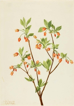 Menziesea (Menziesea glabella) by Mary Vaux Walcott