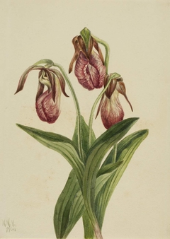 Moccasin Flower (Cypripedium acaule) by Mary Vaux Walcott