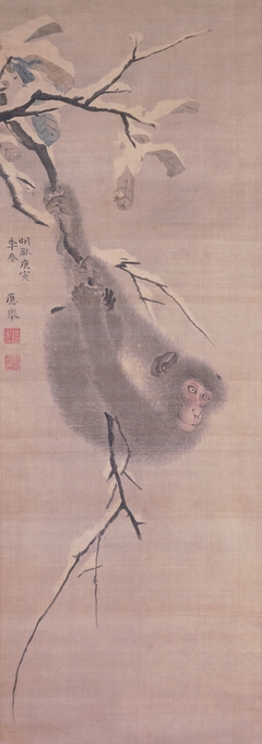 Monkey Hanging from a Branch