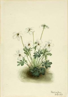 Pansy Violet (Viola pedata) by Mary Vaux Walcott