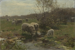 Sheep on the heath at Lunteren by Willem Steelink