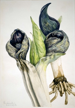 Skunk Cabbage (Spathyema foetida) by Mary Vaux Walcott