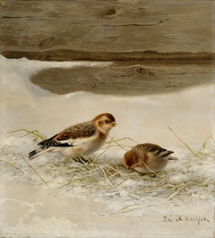 Snow Buntings by Ferdinand von Wright