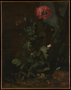 Still Life with Poppy, Insects, and Reptiles
