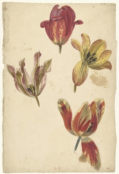 Studies of Four Tulips by Elias van Nijmegen