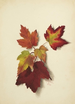 Untitled (Autumn Leaves) by Mary Vaux Walcott