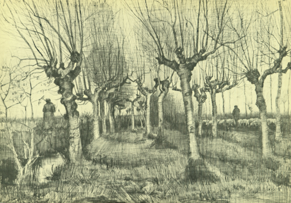 Pollard birches