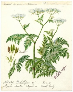 Water-Dropwort or Hemlock (AEnanthe crocata) - William Catto - ABDAG016112 by William Catto