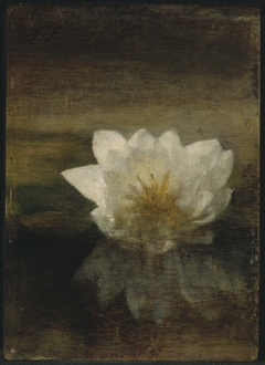 Water Lily by John La Farge
