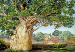 African Baobab Tree in the Princess's Garden at Tanjore, India by Marianne North