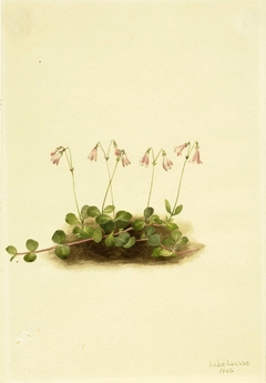 American Twinflower (Linnaea borealis americana) by Mary Vaux Walcott