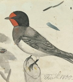Barn Swallow by Ferdinand von Wright
