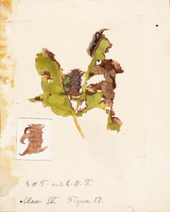 Crumpled Leaf Caterpillar, study for book Concealing Coloration in the Animal Kingdom by Emma Beach Thayer
