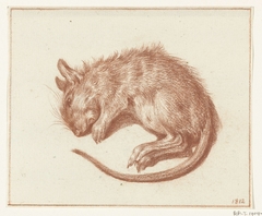 Dode rat by Jean Bernard