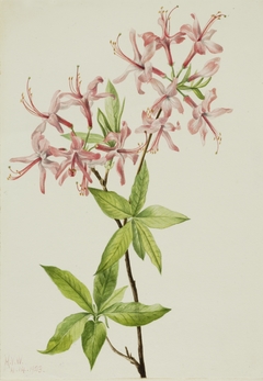 Downy Pinxter Bloom (Azalea rosea) by Mary Vaux Walcott