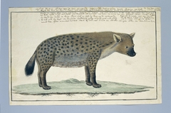 Gevlekte hyena (Crocuta crocuta), op de rechterflank gezien