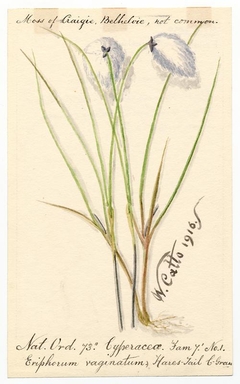 Hares-Tail C. Grass (Eriophorum vaginatum) - William Catto - ABDAG016167