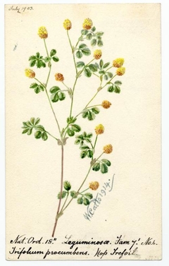 Hop Trefoil (Trifolium procumbens) - William Catto - ABDAG016072 by William Catto