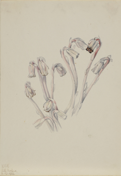 Indian Pipe (Monotropa uniflora) by Mary Vaux Walcott