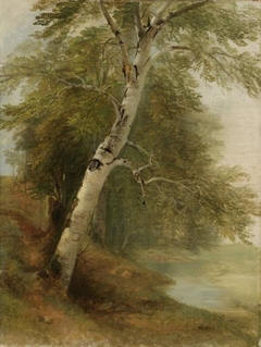 Nature Study: A Birch Tree by Asher Brown Durand