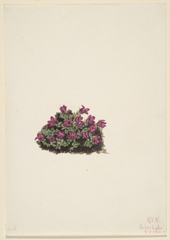 Purple Saxifrage (Saxifraga oppositifolia) by Mary Vaux Walcott
